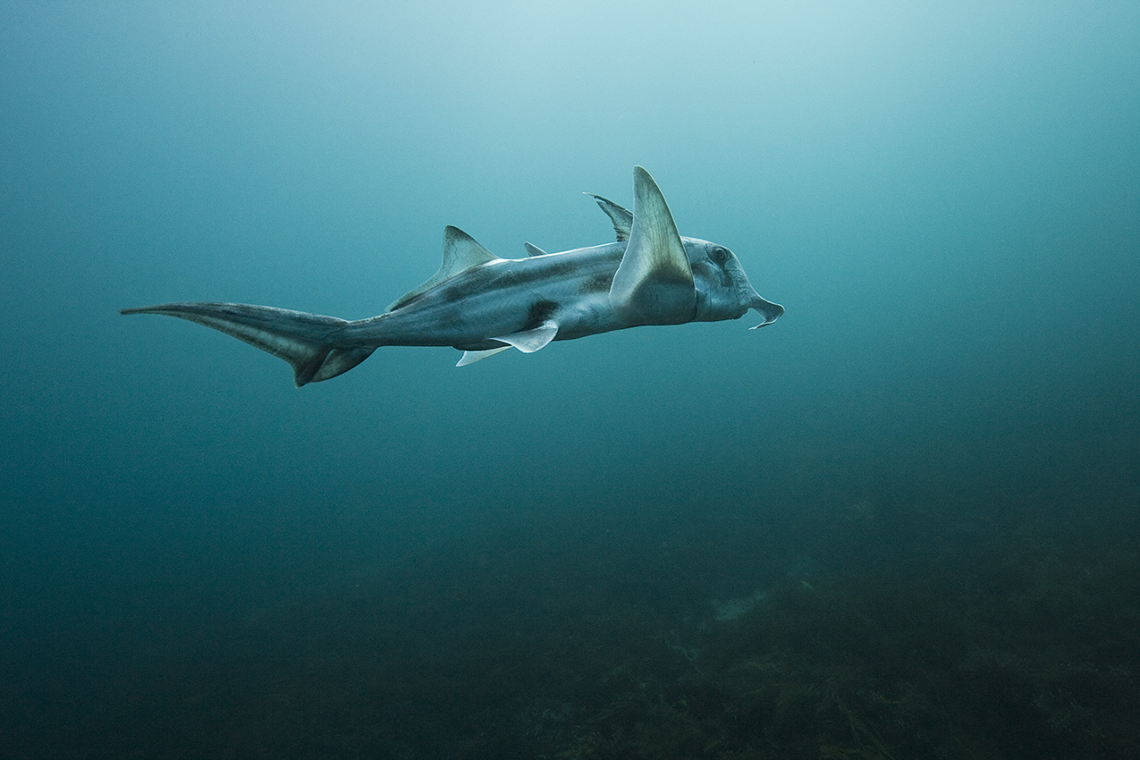 Une chimère éléphant ou masca laboureur – Australie