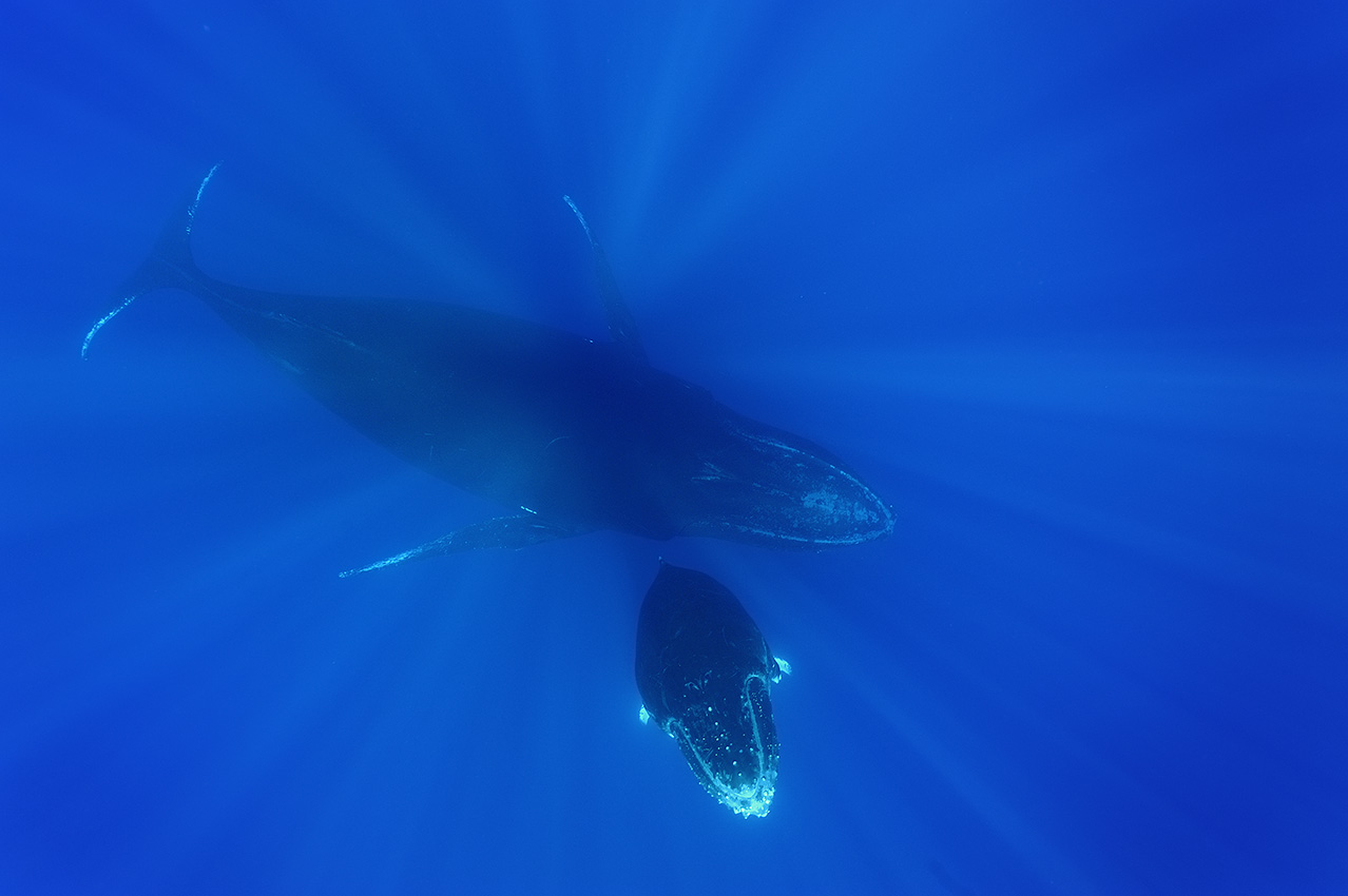 Une baleine à bosse femelle et son baleineau - Île de la Réunion