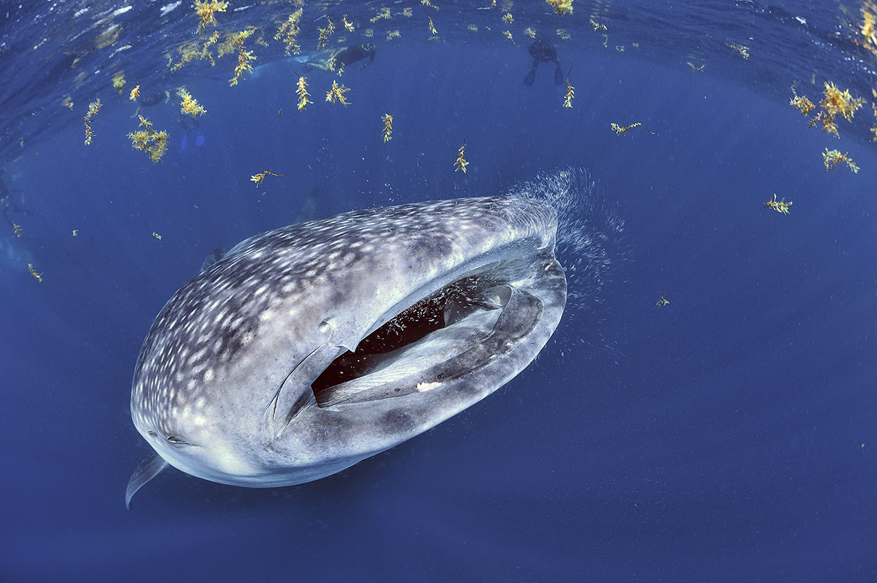 Un requin baleine mangeant du plancton près de la surface – Mexique