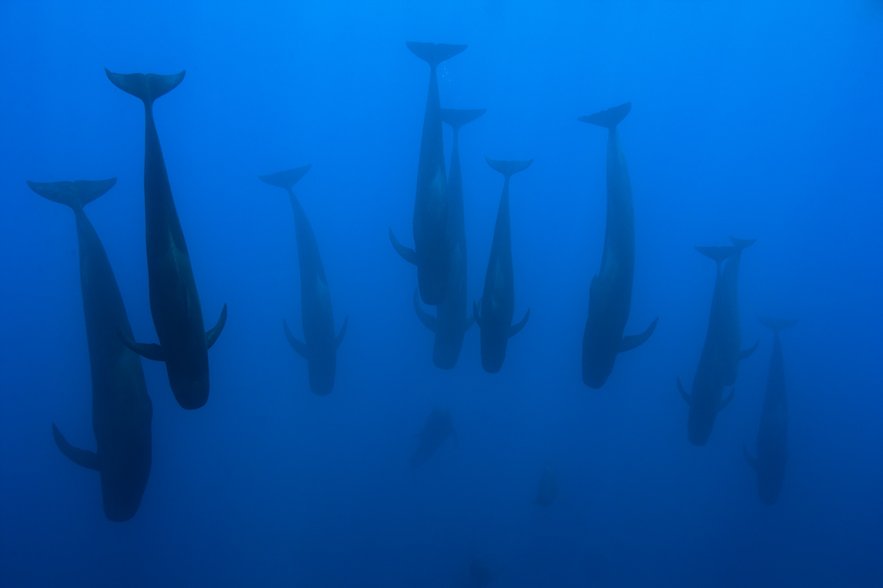 Un groupe de globicéphales tropicaux en train de sonder - Costa Rica
