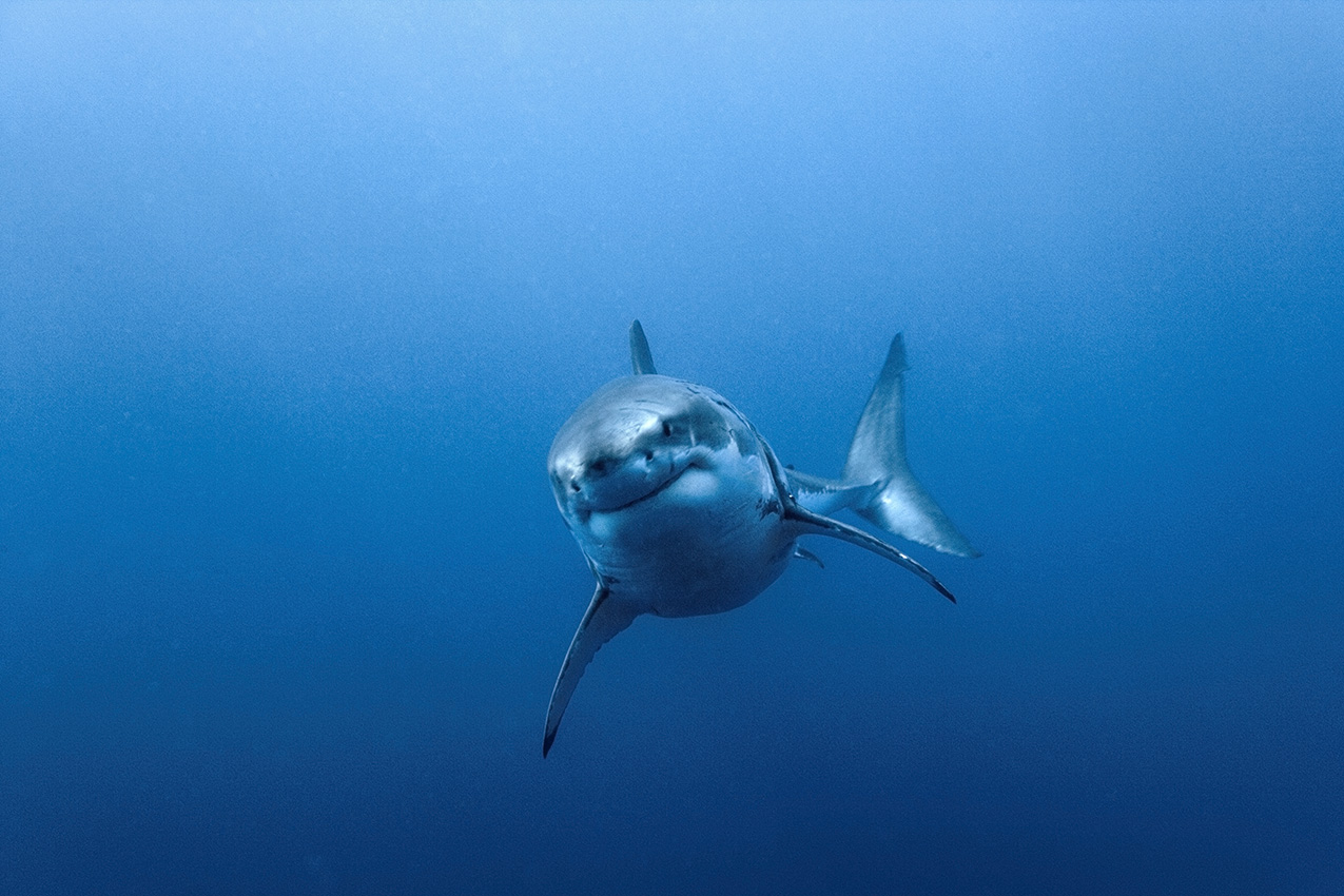 Un grand requin blanc de face dans le bleu - Mexique