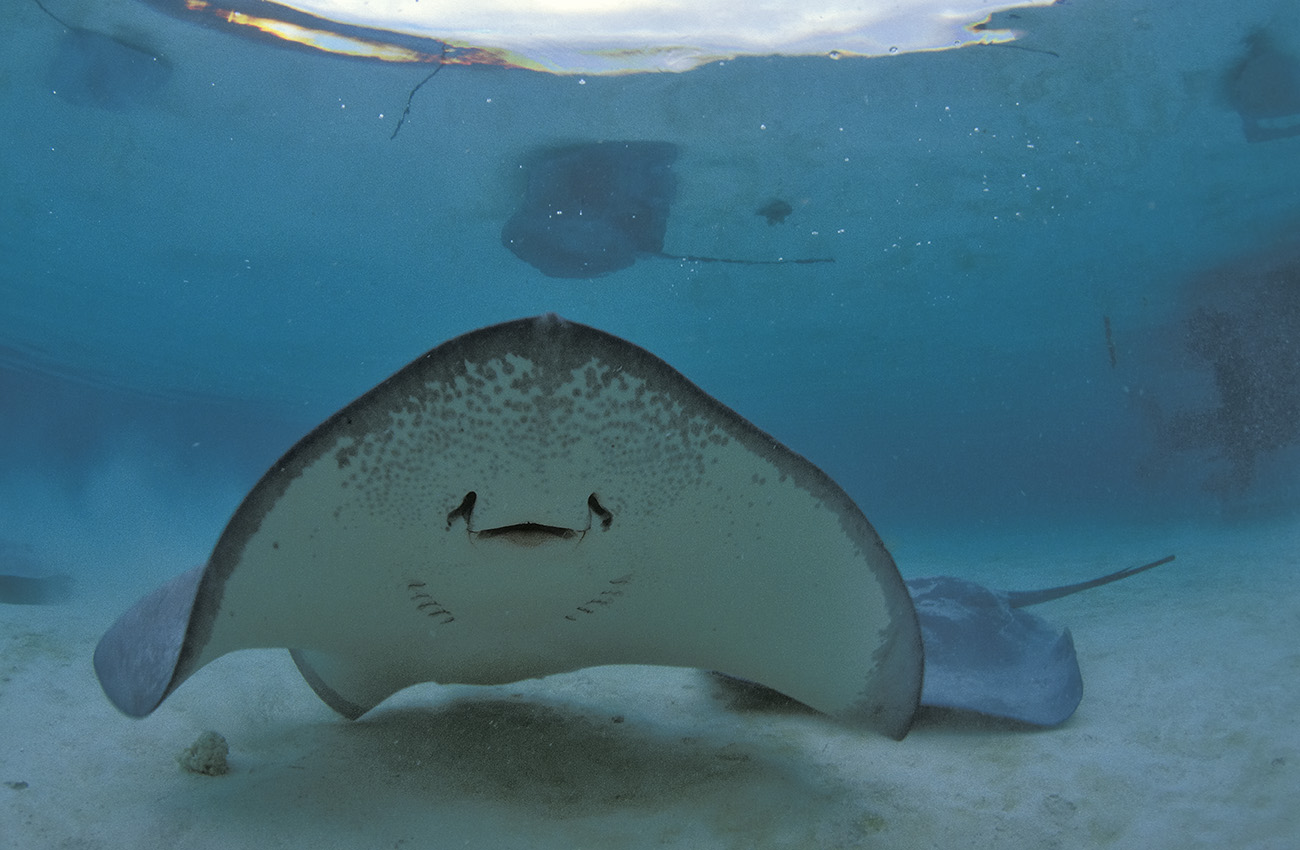 Un ballet de raies pastenagues fouets à très faible profondeur- Polynésie Française