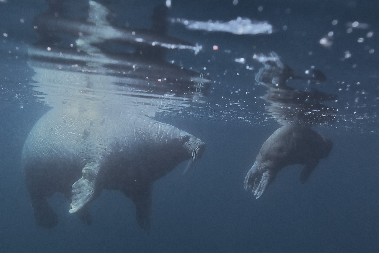 Une mère morse à la surface protégeant son petit – Canada