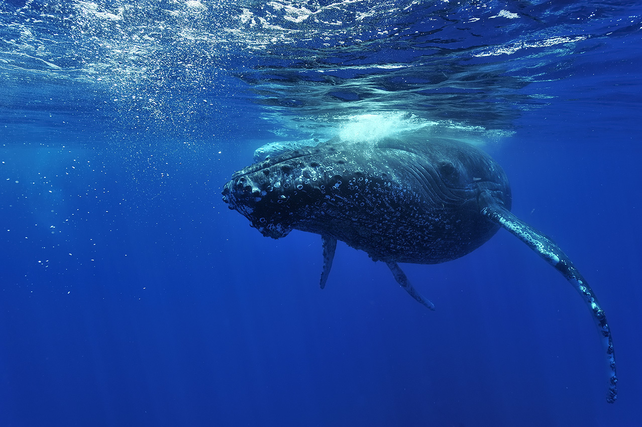 Une baleine à bosse femelle et son baleineau à la surface - Île de la Réunion 