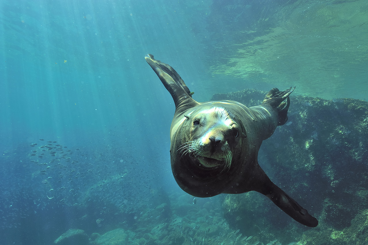 Une otarie de Californie nageant près de la surface - Mexique