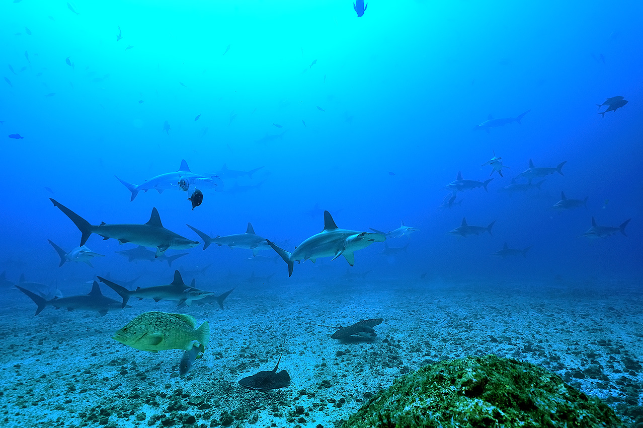 Un banc de requins marteaux, une raie pastenague, une raie aigle et un mérou cuir - Costa Rica