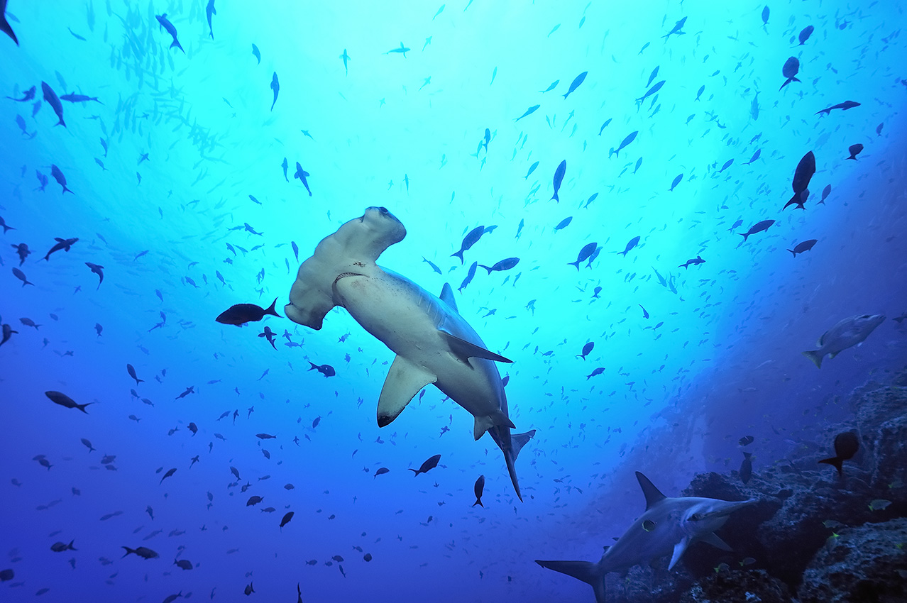 Des requins marteaux halicornes ou à festons au-dessus du récif - Costa Rica
