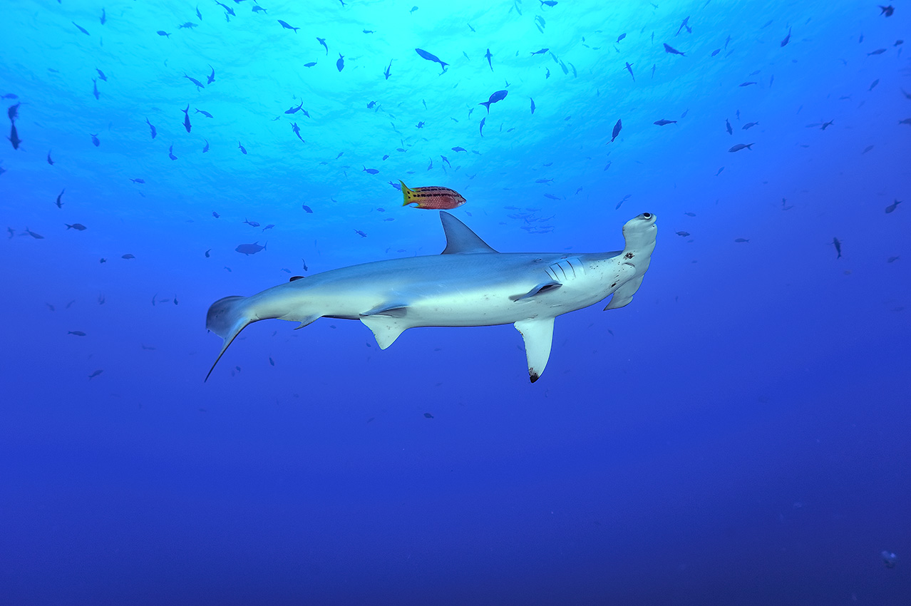 Un requin marteau halicorne avec un labre mexicain qui se comporte occasionnellement comme un nettoyeur - Costa Rica