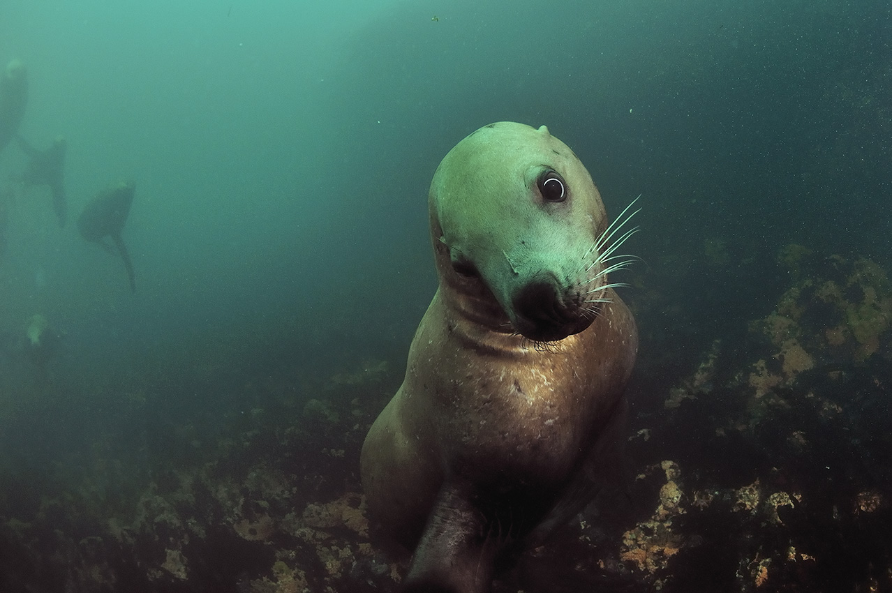 Un groupe d'otaries de Steller en train de jouer – USA