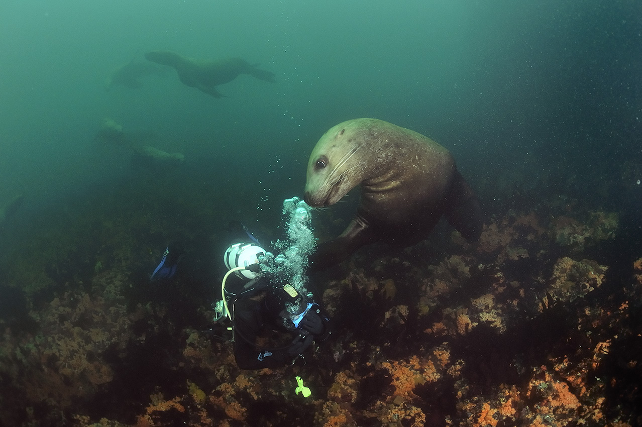 Un groupe d'otaries de Steller en train de jouer avec un plongeur – USA