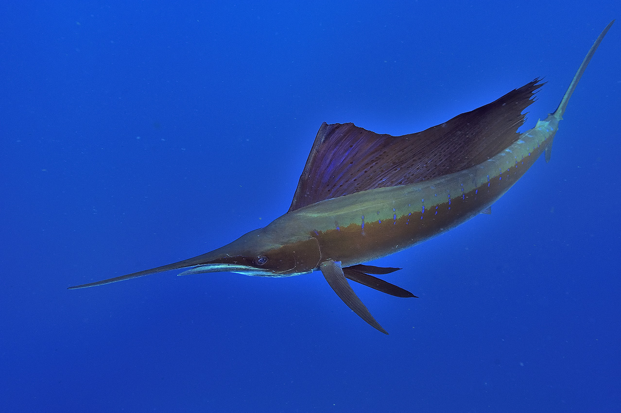 Un poisson voilier ou espadon voilier de l'Atlantique - Mexique
