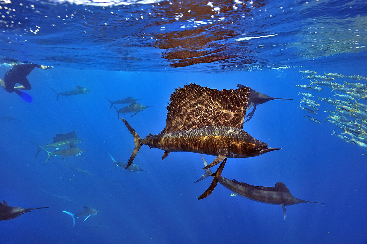 Des poissons ou espadons voiliers de l'Atlantique en train de chasser dans le banc de sardines - Mexique