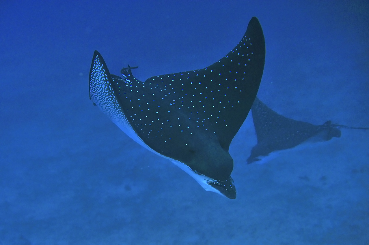 Deux raies aigles ou léopards nageant en pleine eau - Costa Rica