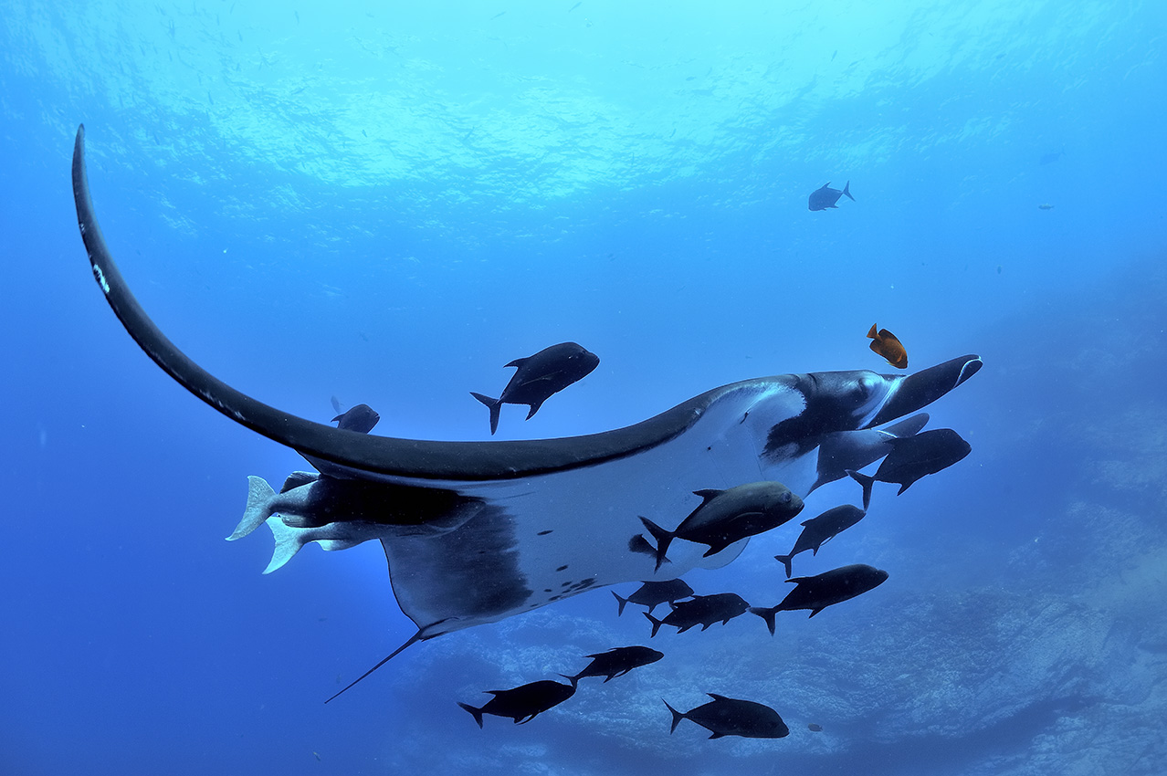 Une raie manta avec deux rémoras, entourée de carangues noires et avec un poisson-ange qui habituellement la nettoie – Mexique