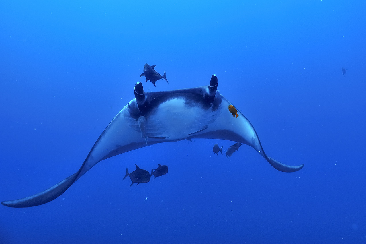 Une raie manta avec deux rémoras, des carangues noires et avec un poisson-ange qui habituellement la nettoie – Mexique