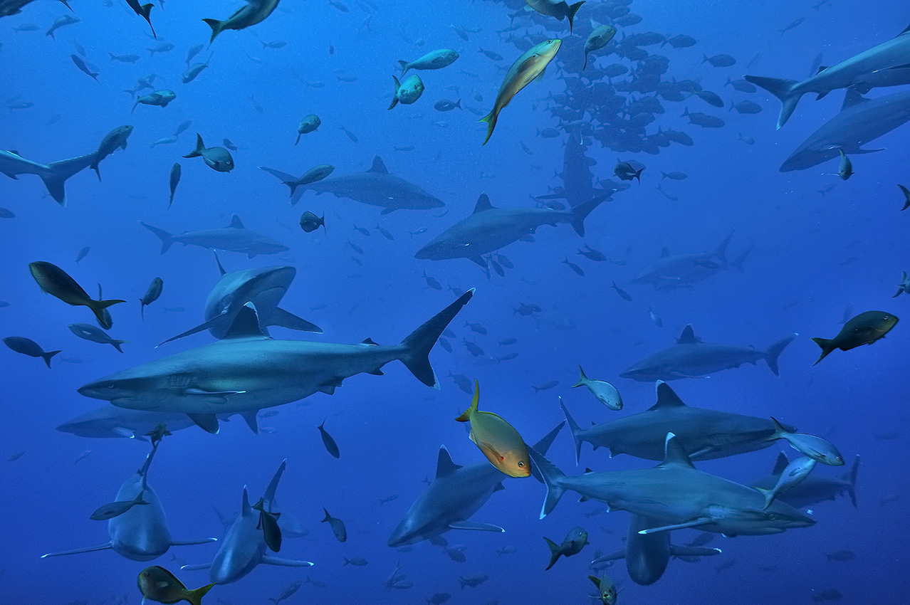 Un groupe de requins pointe blanche du large ou pointe argentée dans le bleu - Mexique