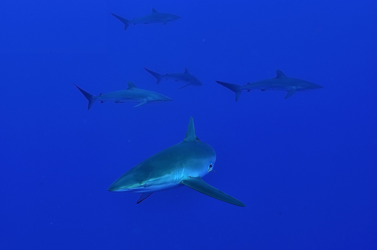 Un groupe de requins soyeux dans le bleu - Mexique
