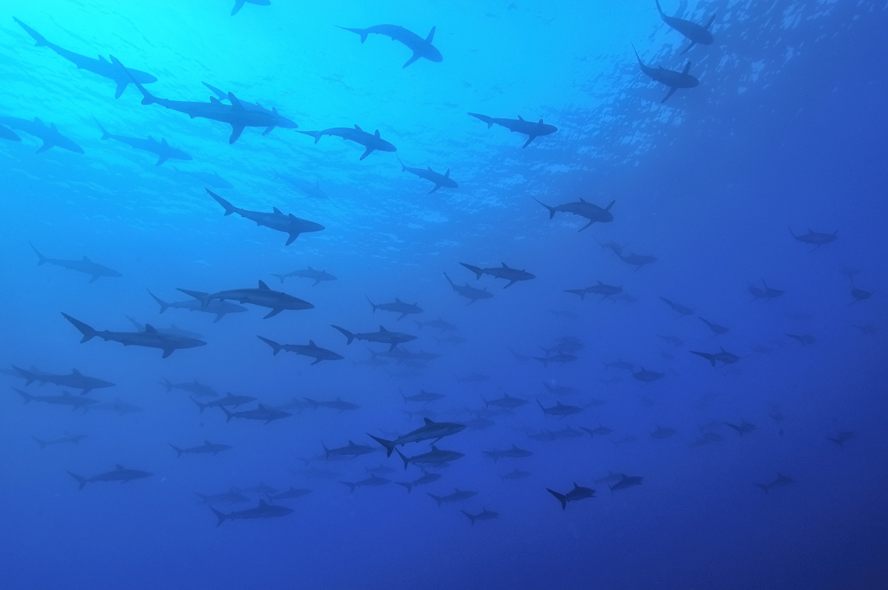 Un banc de requins soyeux dans le bleu- Mexique
