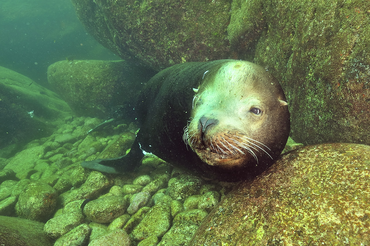 Une otarie de Californie mâle blessée probablement à cause de combats avec un autre mâle – Mexique