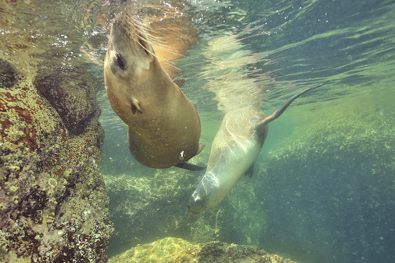 Deux otaries de Californie jouant près de la surface - Mexique