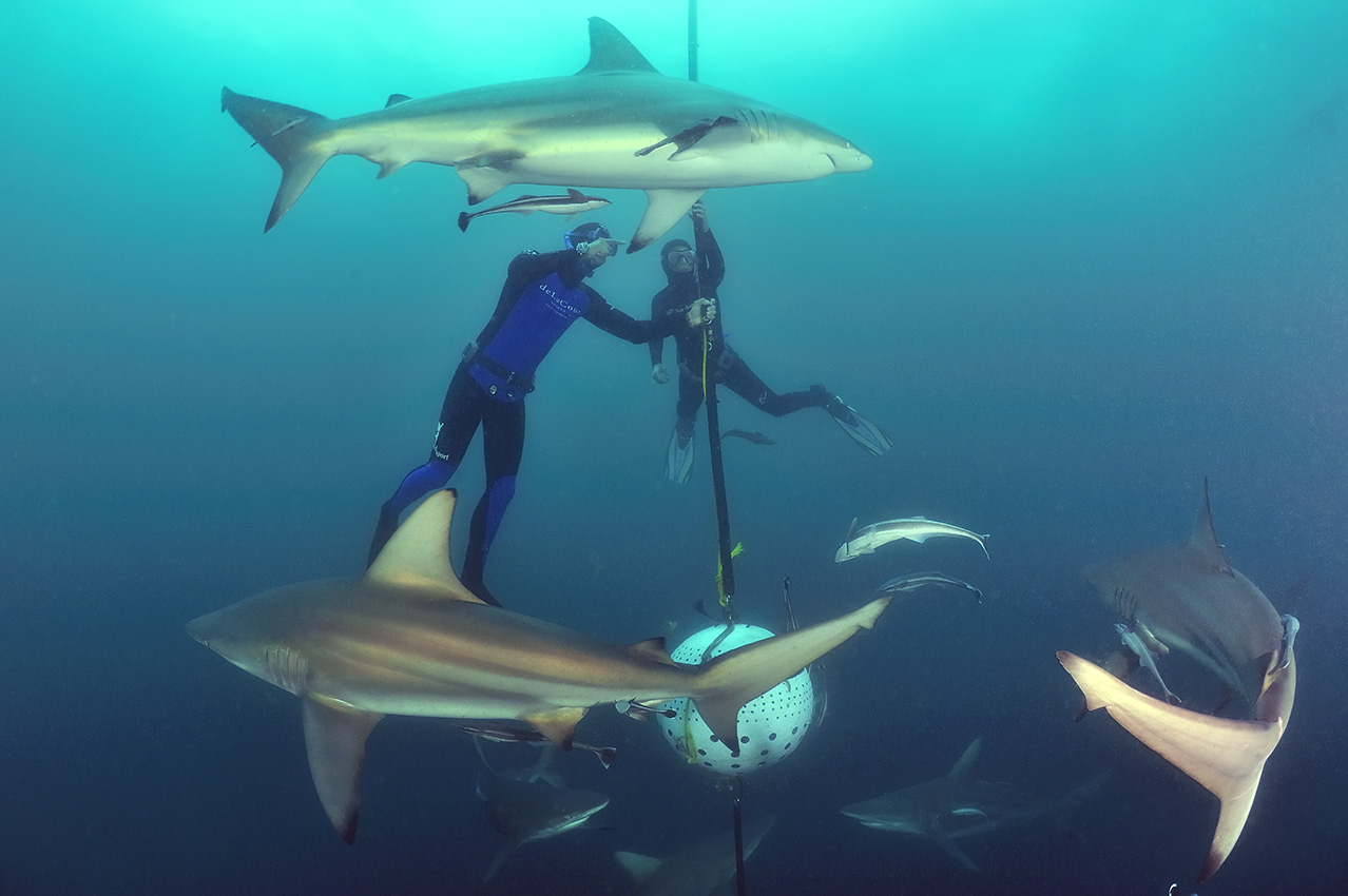 Plongeurs au milieu des requins bordés ou pointe noire - Afrique du Sud