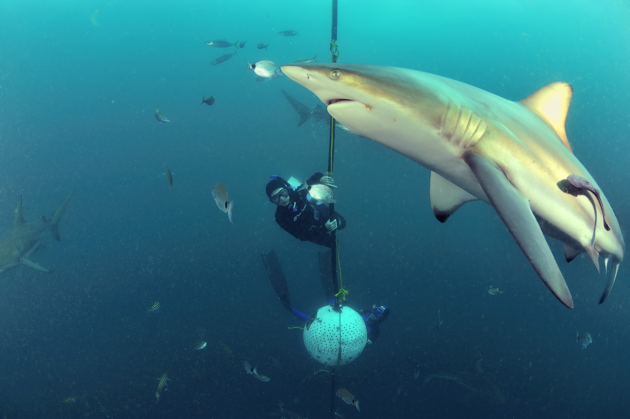 Plongeurs au milieu des requins bordés ou pointe noire - Afrique du Sud