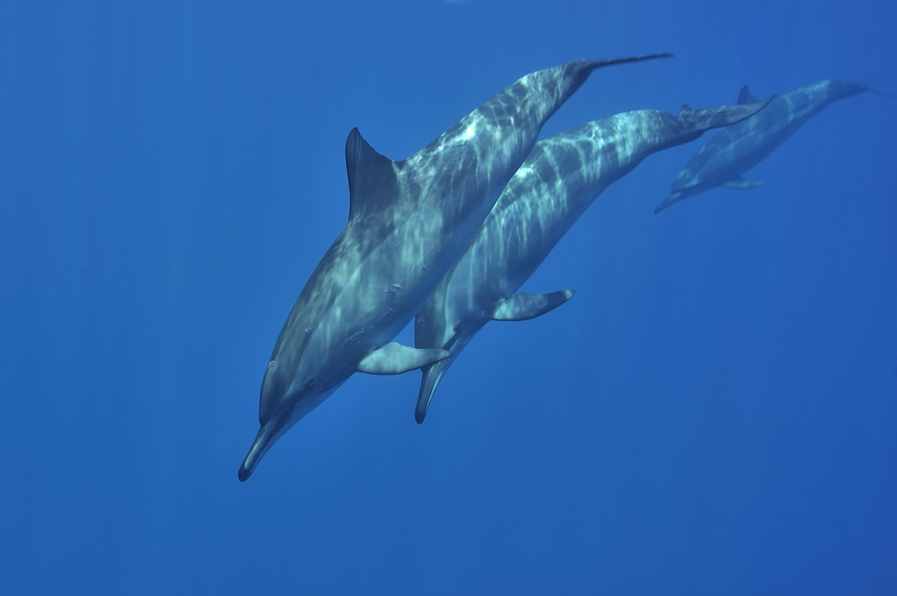 Un groupe de dauphins stenelles à long bec – Soudan