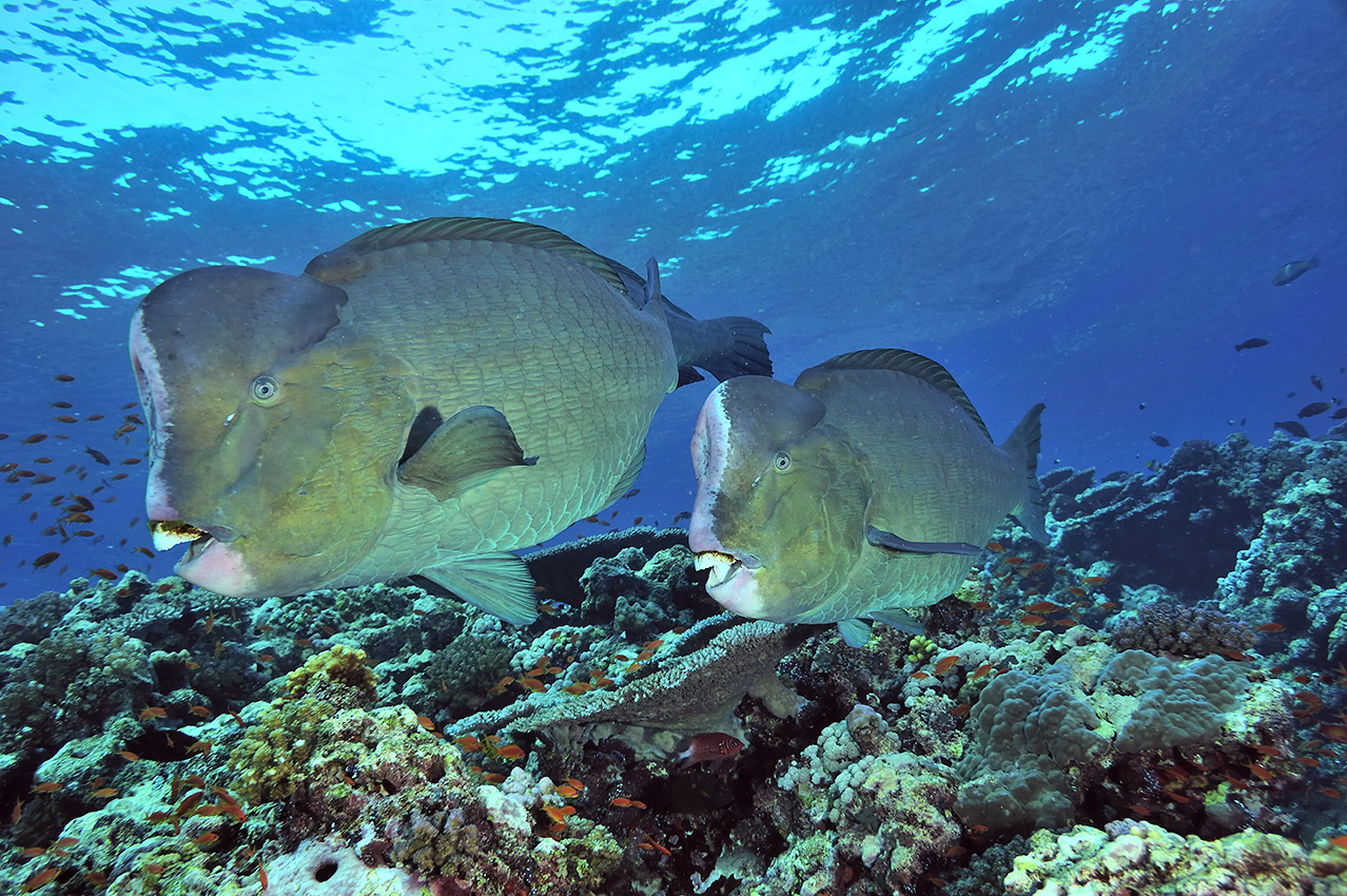 Deux poissons-perroquets à bosse sur le récif corallien - Soudan