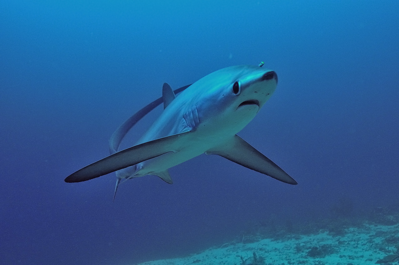 Un requin-renard pélagique sur le récif – Philippines