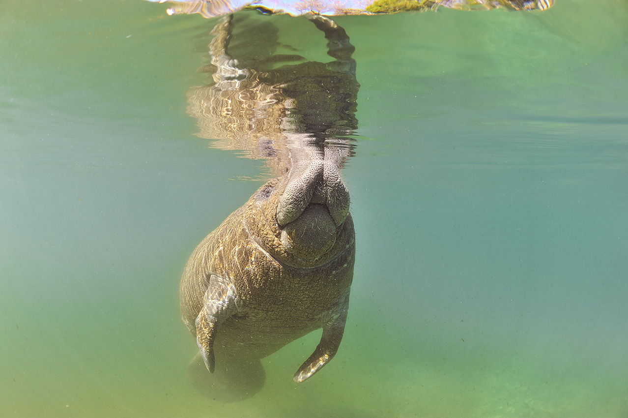 Un lamantin des Caraïbes respire à la surface dans les eaux des sources plus tempérées - USA