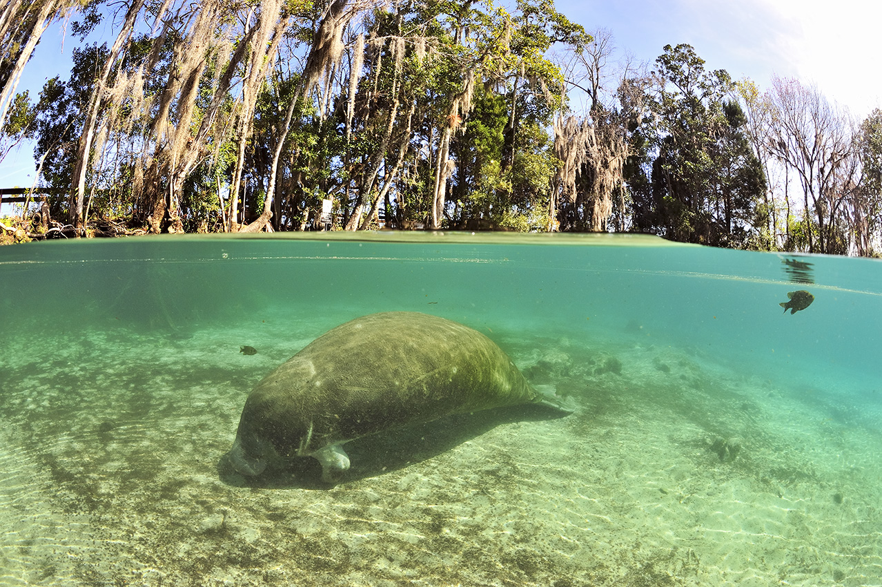Un lamantin des Caraïbes en train de brouter l'herbe au fond des sources plus tempérées – USA