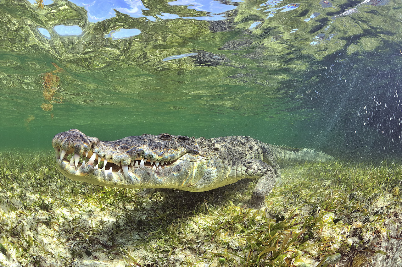 Un crocodile américain – Mexique