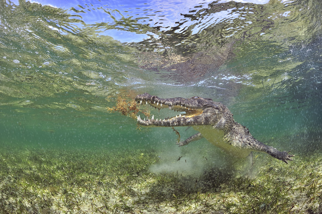 Un crocodile américain en train de se déplacer sur un fond près de la surface - Mexique