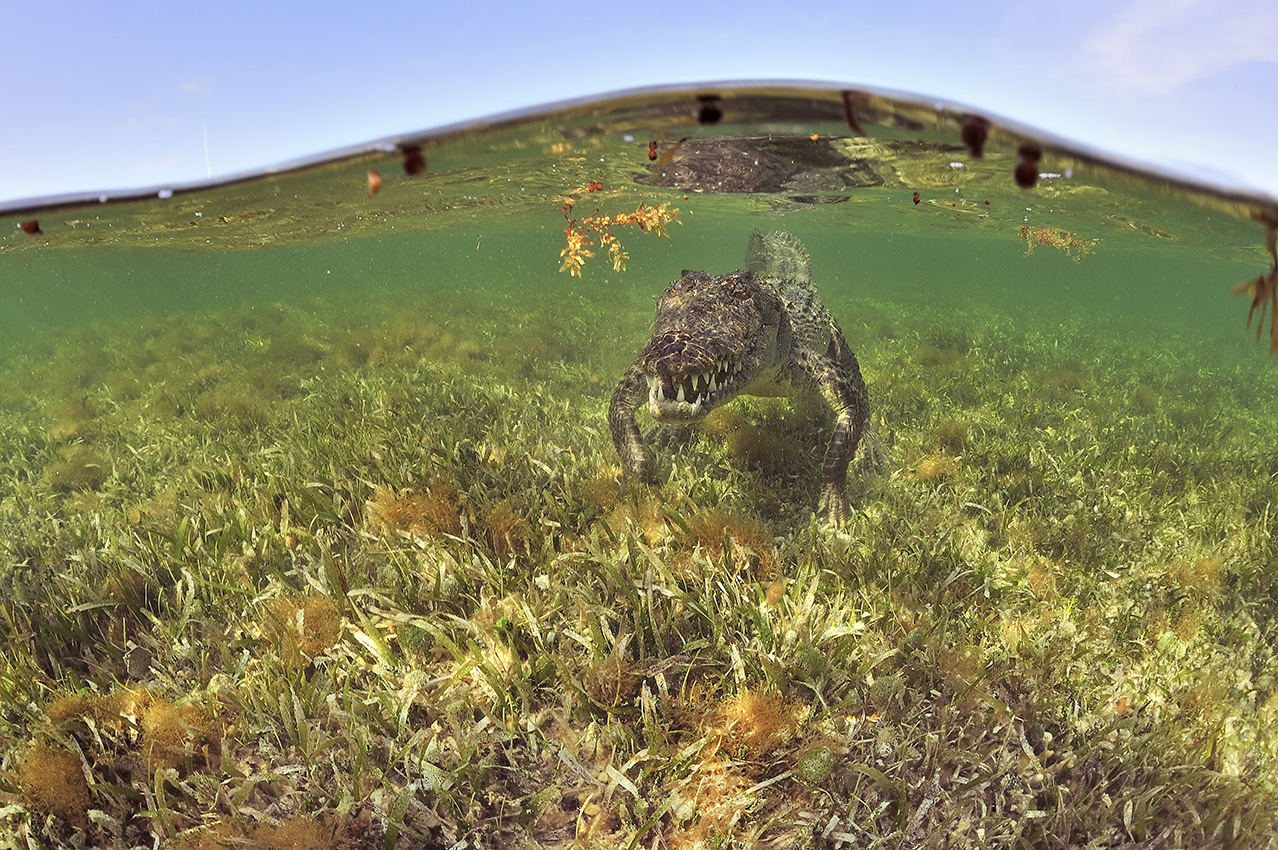 Un crocodile américain en train de se déplacer sur un fond près de la surface - Mexique