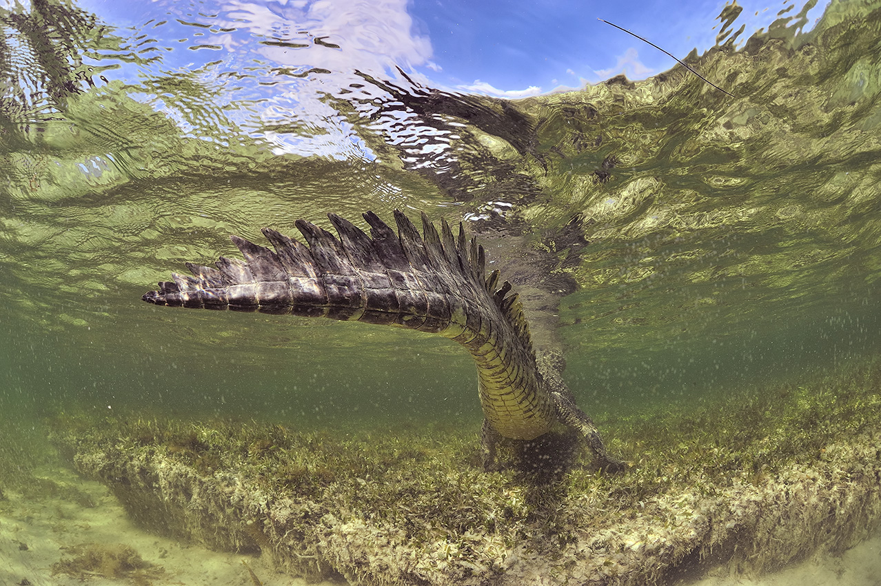La queue d'un crocodile américain – Mexique