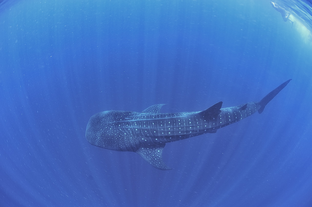 Un requin baleine vu de dessus – Mexique