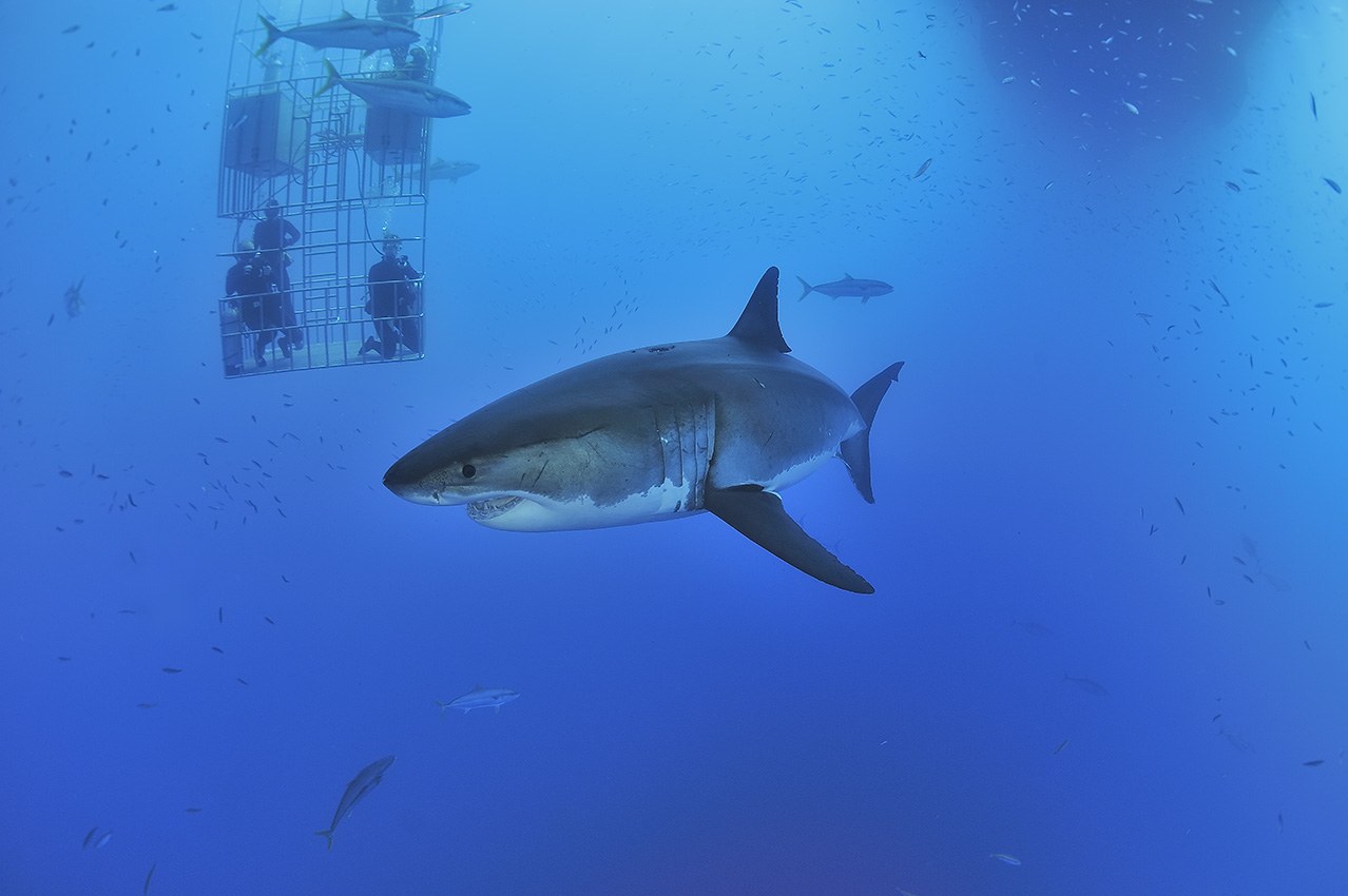 Un grand requin blanc nageant devant une cage remplie de plongeurs - Mexique