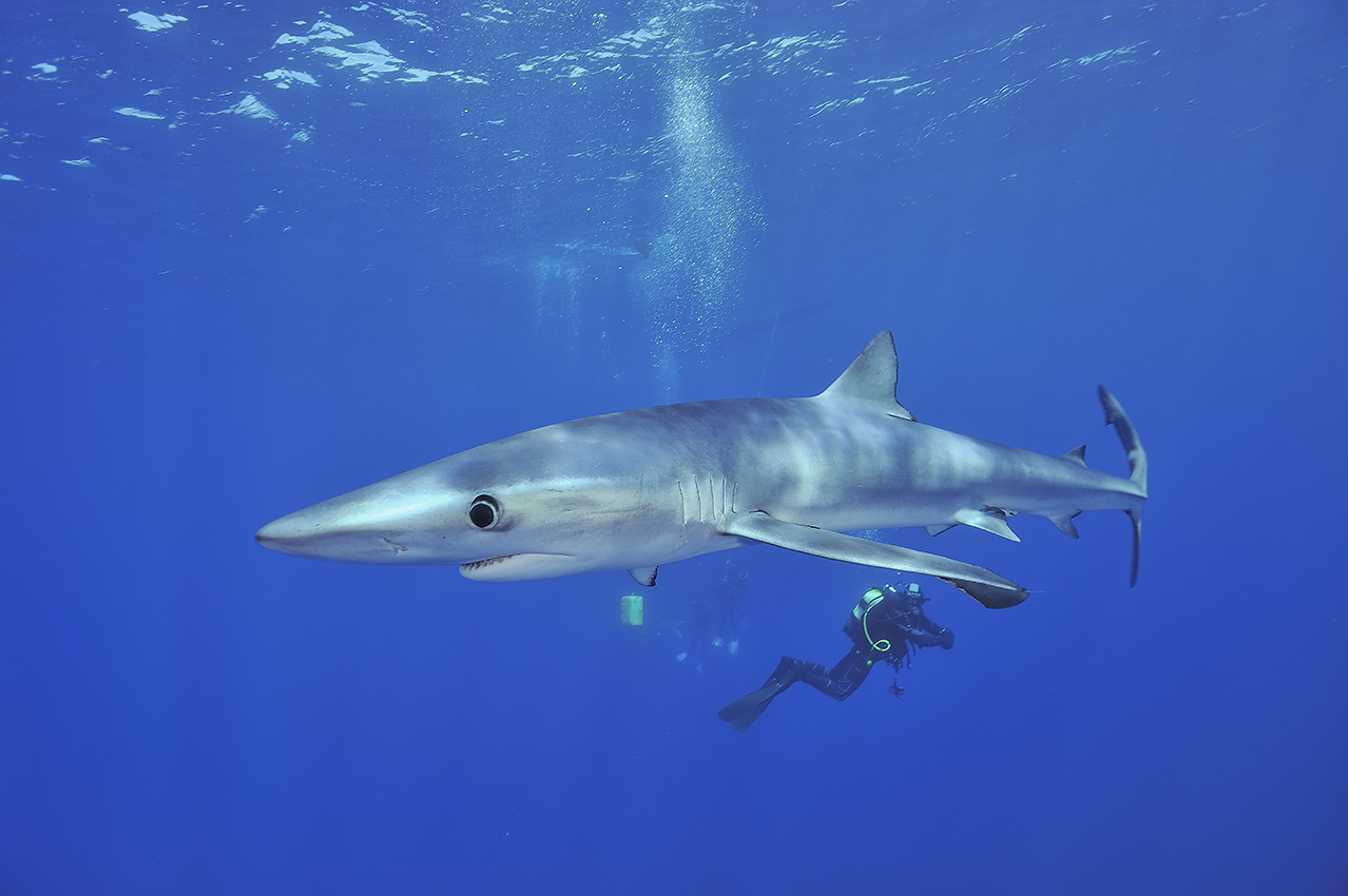 Un requin bleu ou peau bleue avec des plongeurs – Açores