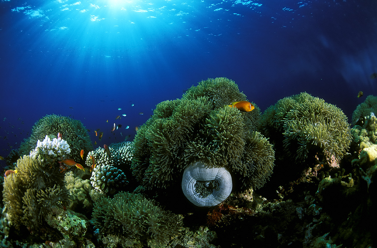 Des anémones de mer magnifiques (Heteractis magnifica) et des poissons-clowns des Maldives (Amphiprion nigripes) - Maldives