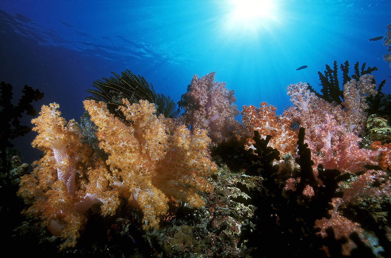 Coraux mous ou alcyonaires – Maldives