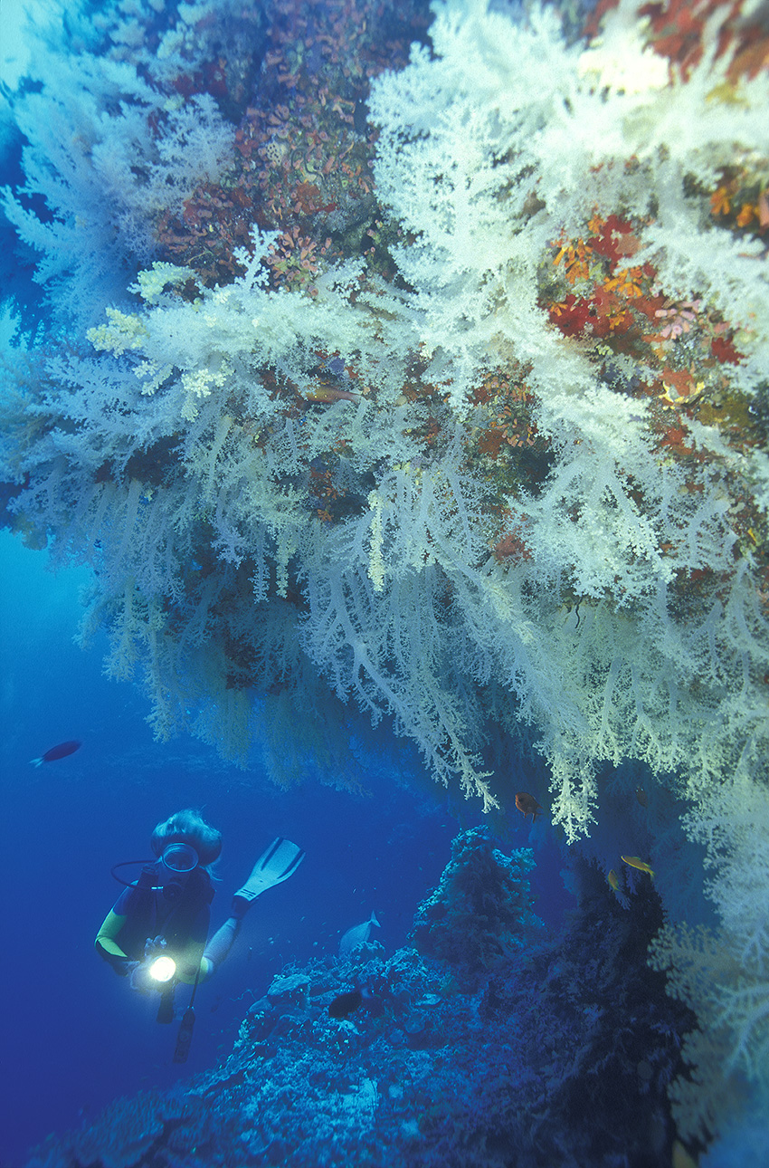 Une plongeuse sous des coraux mous ou alcyonaires – Maldives
