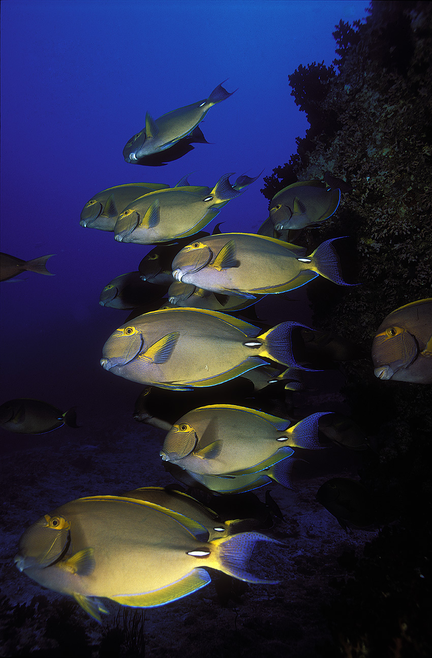Des poissons-chirurgiens hawaïens – Maldives