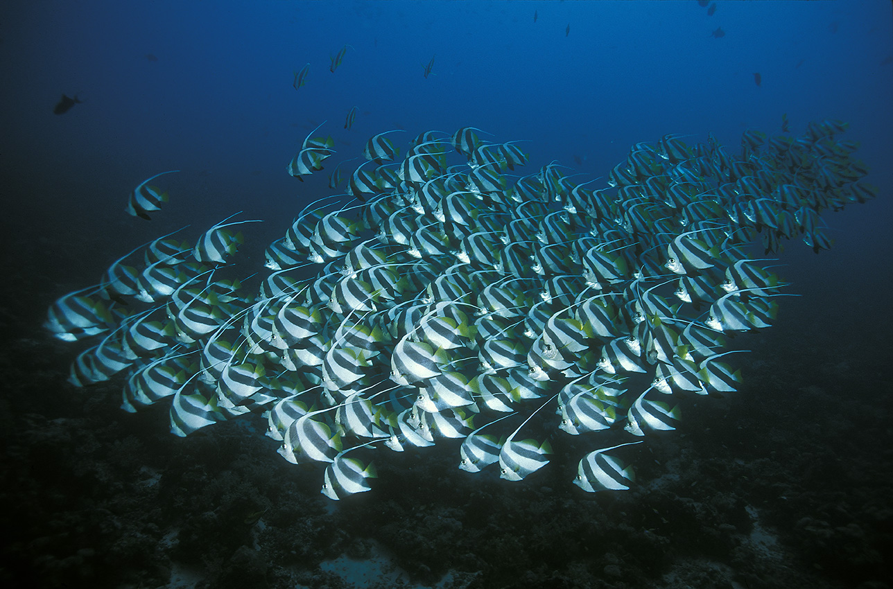 Un banc de poissons-cochers grégaires – Maldives