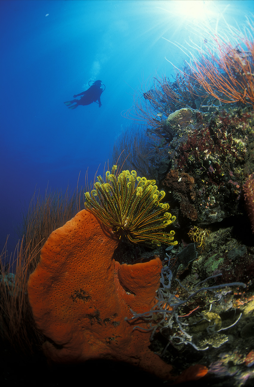 Une crinoïde ou comatule sur une éponge avec un plongeur au loin - Papouasie-Nouvelle Guinée