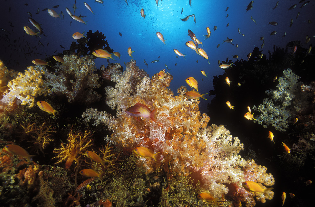 Coraux, autres invertébrés et barbiers rouges ou à queue de lyre – Maldives