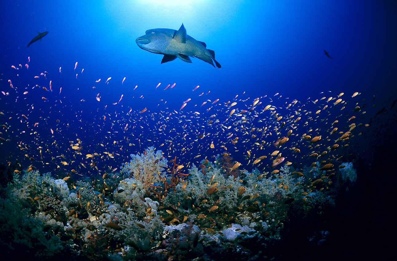 Un poisson napoléon et des barbiers rouges sur un récif – Egypte