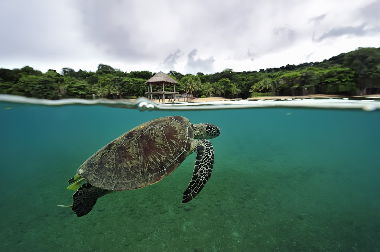 Une tortue verte respirant à la surface – Mayotte
