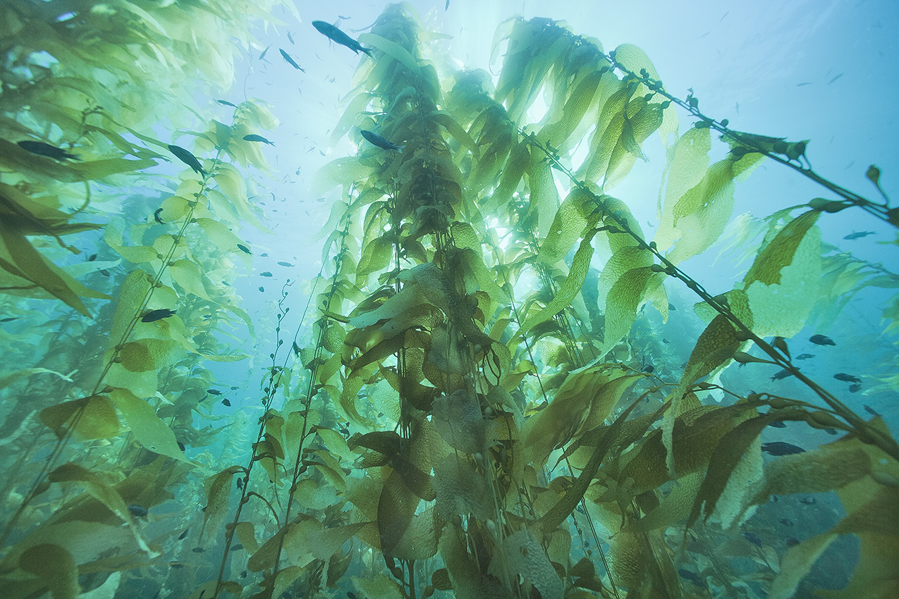 Forêt d'algues géantes ou laminaires ou encore kelp – USA