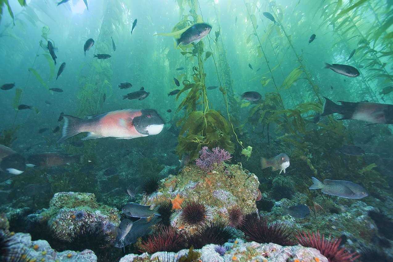 Forêt de kelp avec un banc de chromis, des labres Californiens et une colonie d'oursins rouges – USA