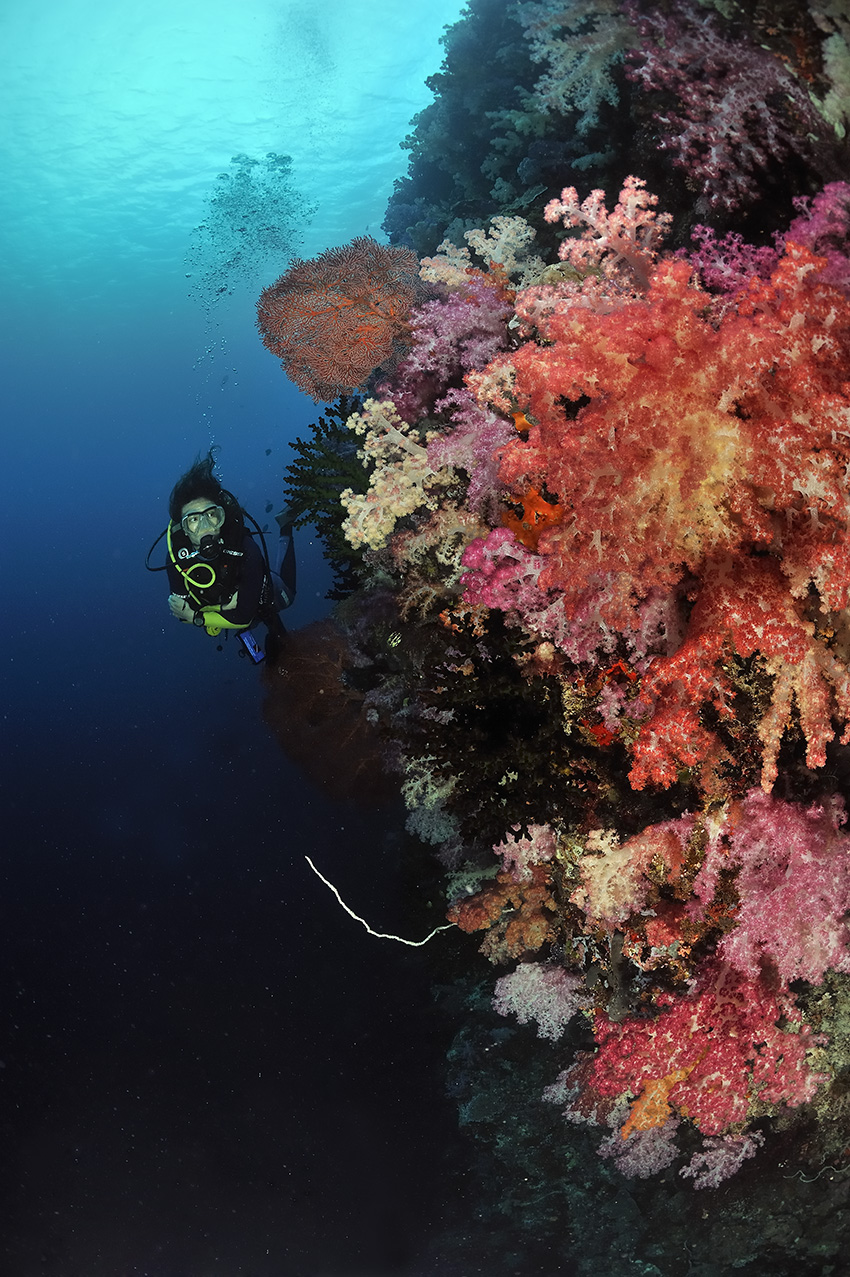 Une plongeuse derrière des massifs de corail mou ou alcyonaires et de gorgones – Palaos